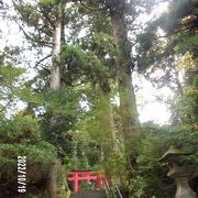 箱根神社の境内にある大古のスギの木です。