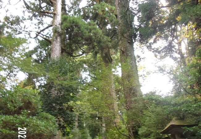 箱根神社の境内にある大古のスギの木です。