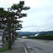 北海道では珍しい松並木です