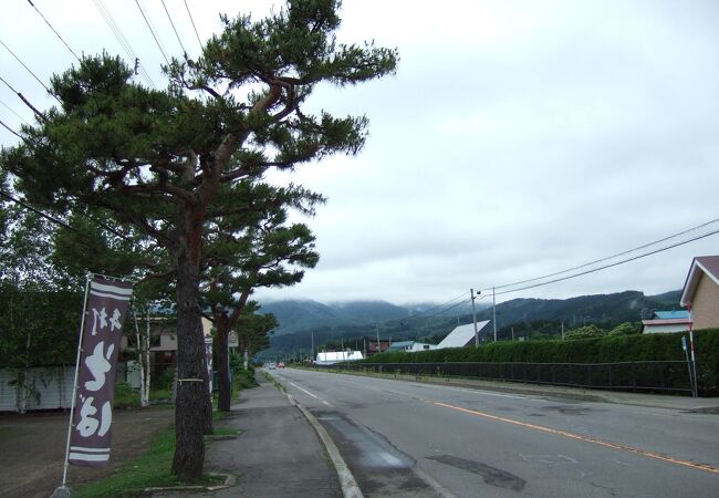 北海道では珍しい松並木です