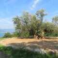 千年オリーブテラス「樹齢千年のオリーヴ大樹」