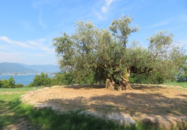 千年オリーブテラス「樹齢千年のオリーヴ大樹」