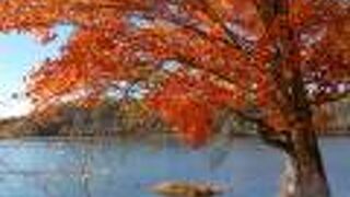 一周３０分の紅葉散歩。