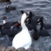 千波湖のコブハクチョウ＆黒鳥～