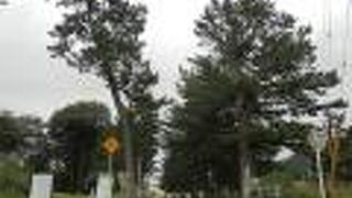 江戸時代の旅人が行きかう松並木