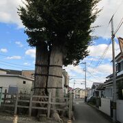 城探訪東京(8)で八幡神社の大ケヤキを見ました