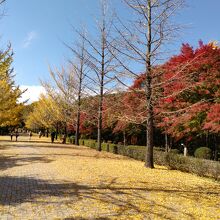 公園内の銀杏並木とモミジの紅葉