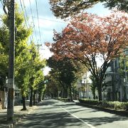 秋になって白川通の街路樹も紅葉