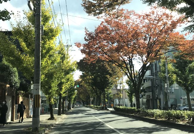 秋になって白川通の街路樹も紅葉