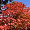 紅葉真っ盛りのかんてんぱぱガーデン