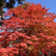 真っ赤なモミジの紅葉