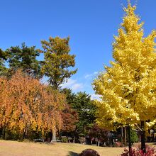 オレンジと黄色の紅葉