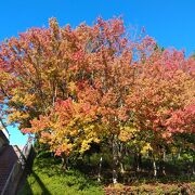 公園内の紅葉