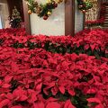11月のリーガロイヤルホテルポインセチアの花がいっぱいもうクリスマスです。