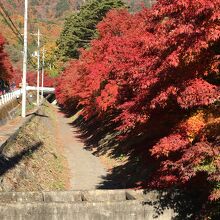 上流の方の紅葉