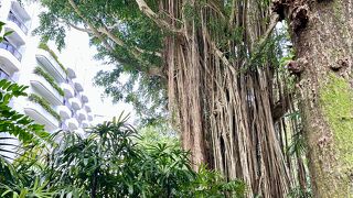 シンガポールで原生の熱帯雨林を感じるところ
