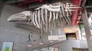 写真や実物、模型などが多く展示され見学しやすい博物館です