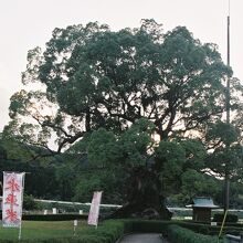 川古の大楠