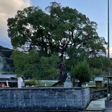 川古の大楠公園