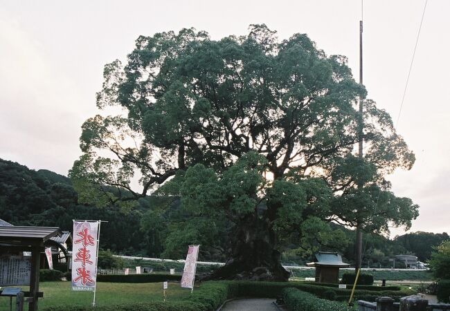 川古の大楠