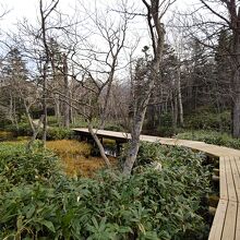 アップダウンの少ない木道は「上高地」のような雰囲気。