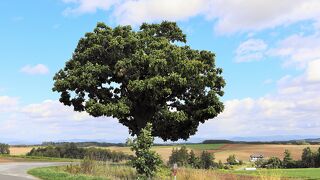 絵になりますね