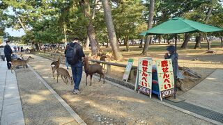 （奈良の鹿）毎年10月第2週ごろには、鹿の角切りが行われます