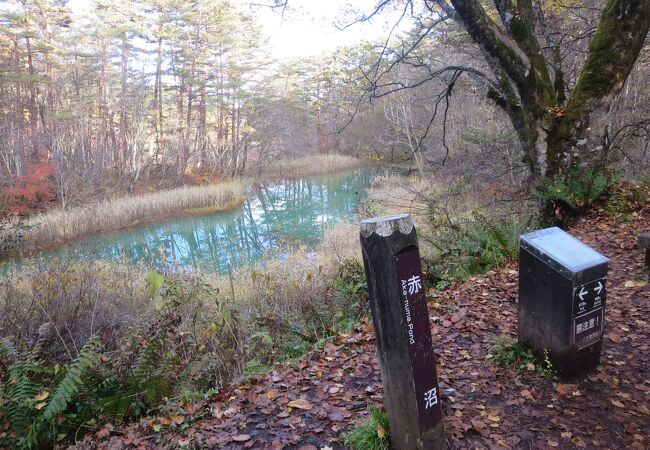 鉄分があって少し赤くなっている場所がありますが、きれいな水の色の沼です。