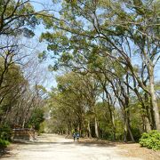 下鴨神社へ向かう糺の森