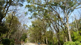 下鴨神社へ向かう糺の森