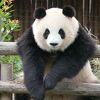 綺麗で広い動物園のパンダ館