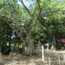 温泉神社境内の天然記念物のエドヒガン