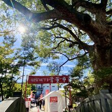 橋から見た大楠と骨董市入口