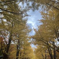 北大イチョウ並木は11月始め頃がイイ。