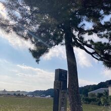 旧東海道松並木