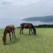 馬と一緒にゆったり楽しむ大自然