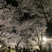 桜のライトアップを見に