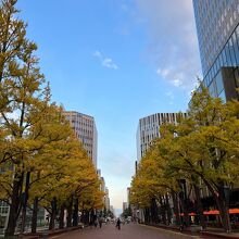 庁舎向かいの並木道