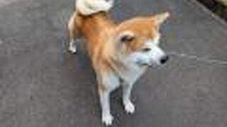 とても人懐っこいワンちゃんがいました。