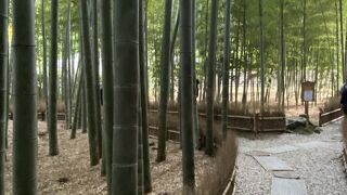 竹林で有名な寺院