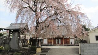 桜がきれいなお寺