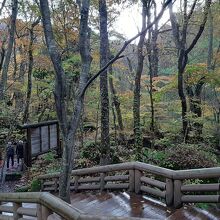 奥入瀬遊歩道 