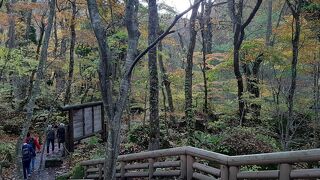 奥入瀬渓谷沿いの遊歩道