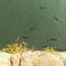 濠で泳ぐ海水魚