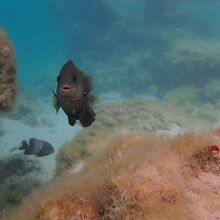 魚も沢山います