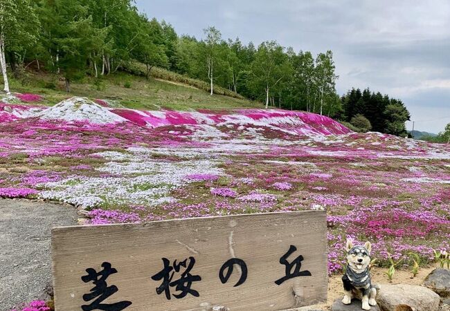 三島さんの芝ざくら庭園