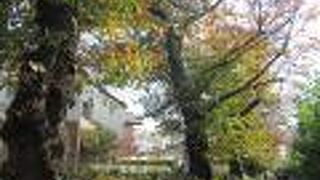 50本ほどの桜が植えられた歩道です