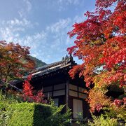 紅葉のグラデーションが楽しめる