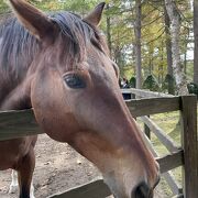 引退した競走馬を見に行きました。