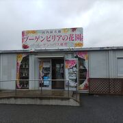 ブーゲンビリア専門の温室です。